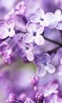 pic for Spring Lilac Bloom 